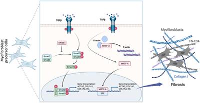 Fibrosis—the tale of H3K27 histone methyltransferases and demethylases